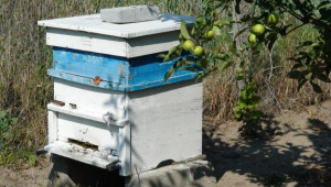 Стопаните кандидатстват по помощта за унищожени животни и пчелни семейства - Agri.bg