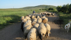 Овците на свекър ми :)