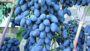 перфектно грозде от Украйна 
