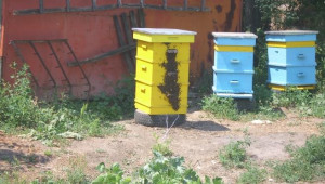 Пчели