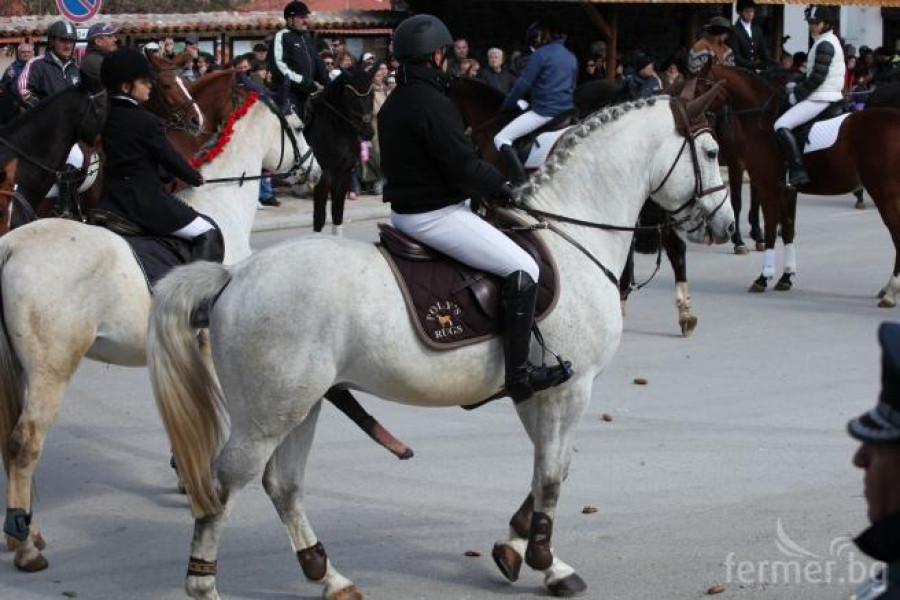 Елитни коне на Тодоров ден в село Арбанаси - Снимка 1