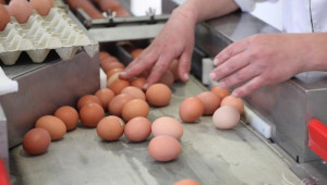 Израел разреши вноса на български яйца, търси се решение и за телешкото месо