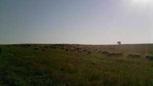 овце на паша
