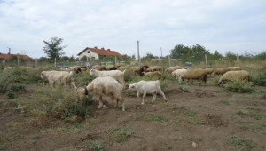 нашите овце и кози на паша