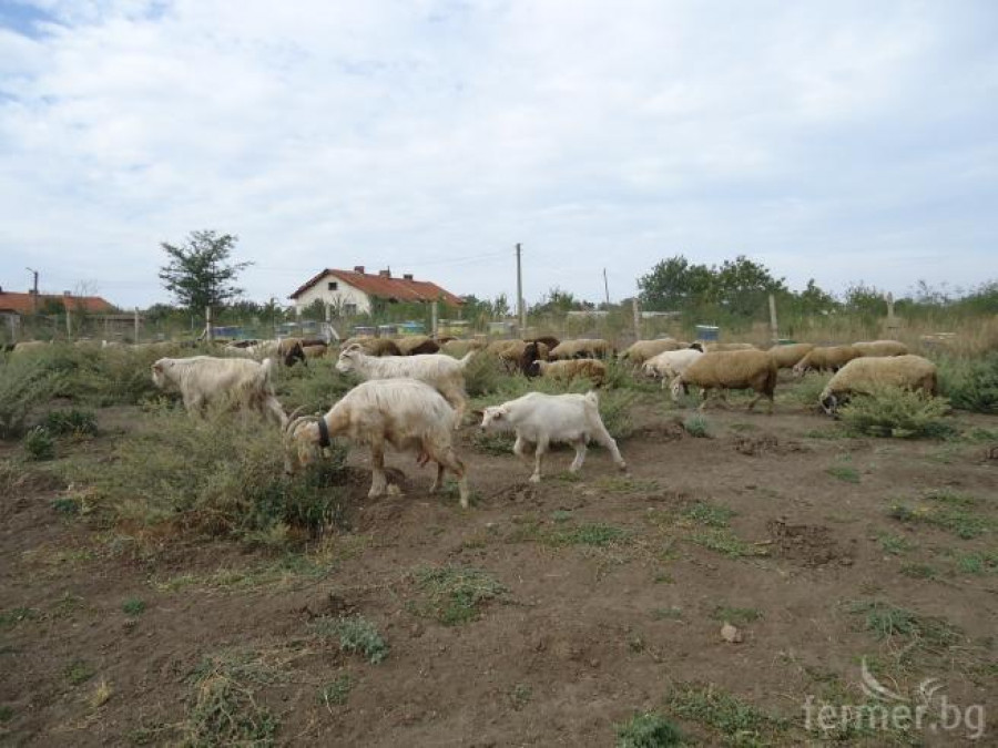 нашите овце и кози на паша - Снимка 1