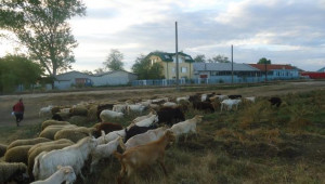 животните от нашата ферма на паша