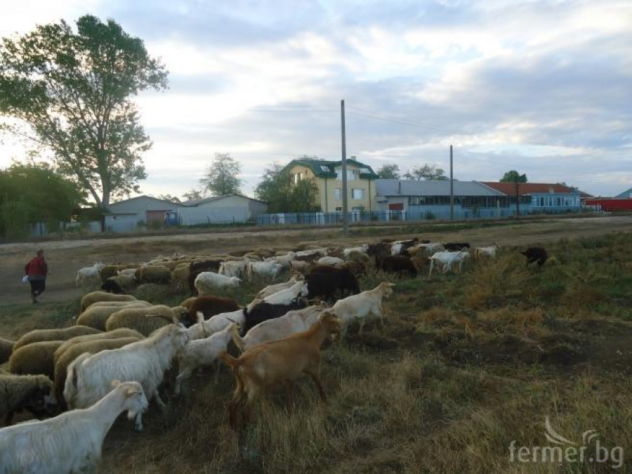 животните от нашата ферма на паша - Снимка 1