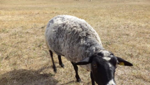Романовската ми овца и кръстоска романовско кочле от майка романовска