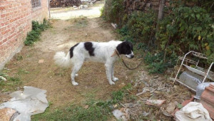 Пазителят на моето стадо, Българското (Каракачанско) овчарско куче - Балкан - на 15 месеца