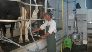 Какво се случва с изкупуването на краве мляко тази есен?