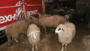 Снимки от 1-ви декември 2013 - овце - смесени породи