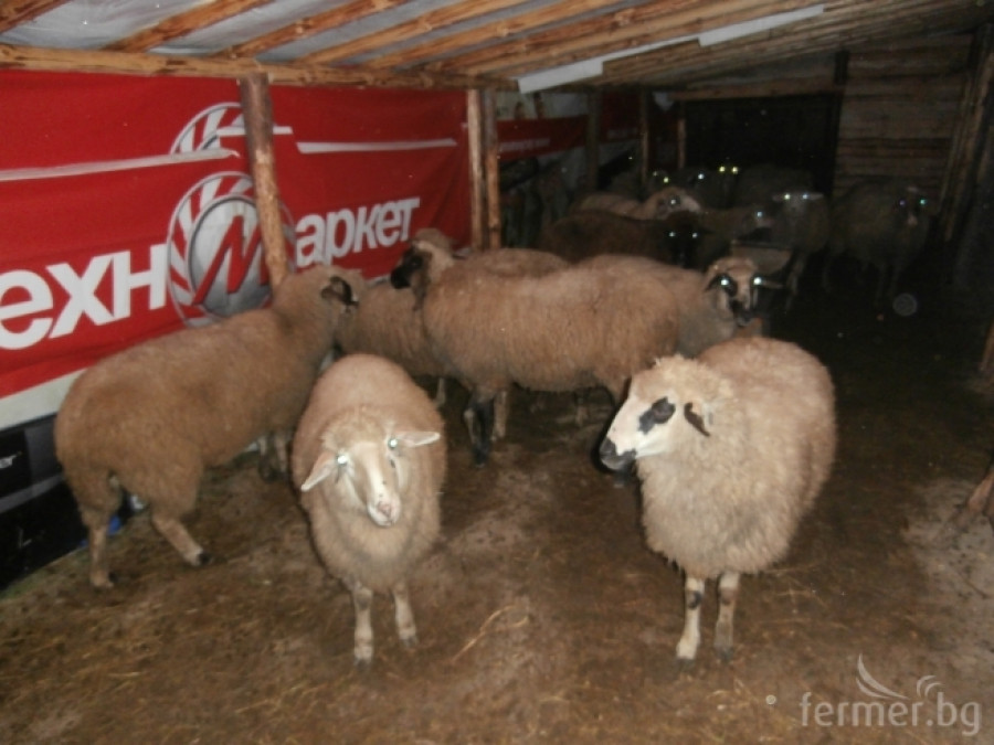 Снимки от 1-ви декември 2013 - овце - смесени породи - Снимка 1