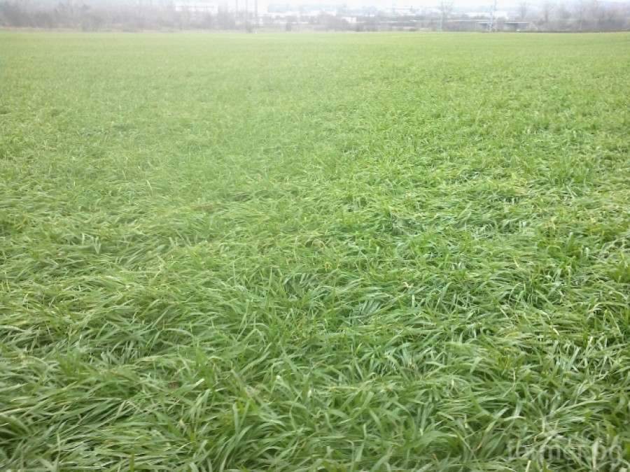 Пшеница 2013 - Снимка 1