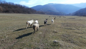 Овцете ми, снимки от 23-31 декември 2013 г.