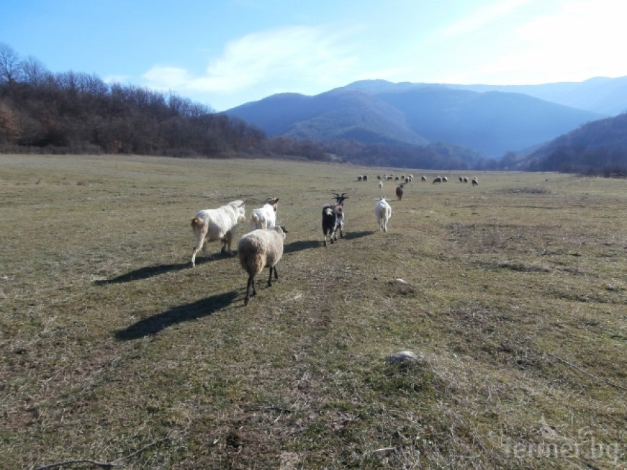 Овцете ми, снимки от 23-31 декември 2013 г. - Снимка 1