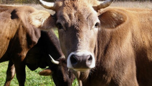 Крави и телета