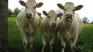 Млеконадой от кравите в Европа - къде сме ние? - Снимка 1