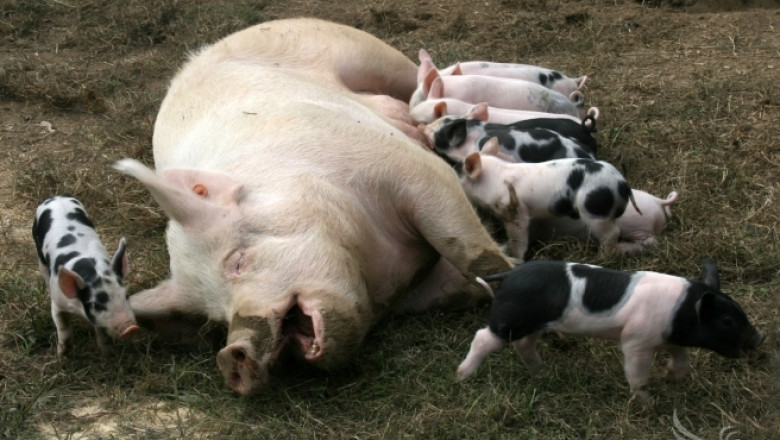 Беларус ограничи вноса на свинско от България и Словакия