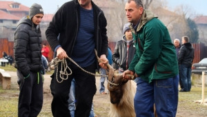 Изложение на дългокосмести кози в село Крупник