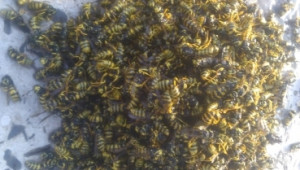 Борба с осите на пчелина