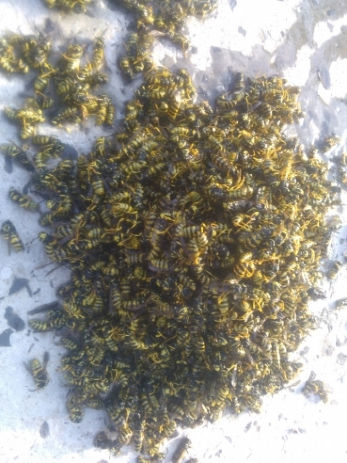 Борба с осите на пчелина - Снимка 1
