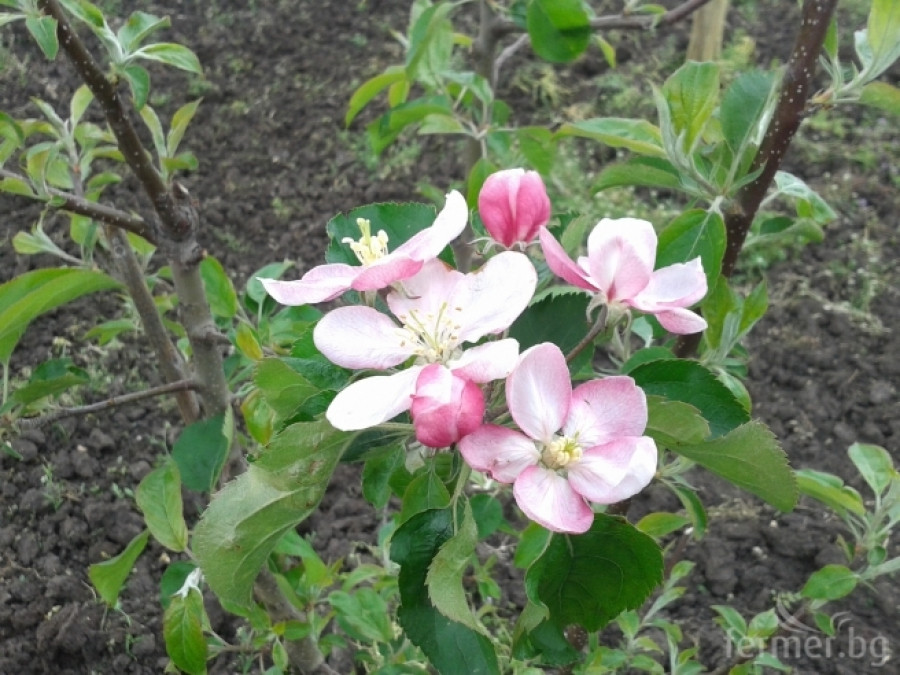 Ябълкова градина - Снимка 1