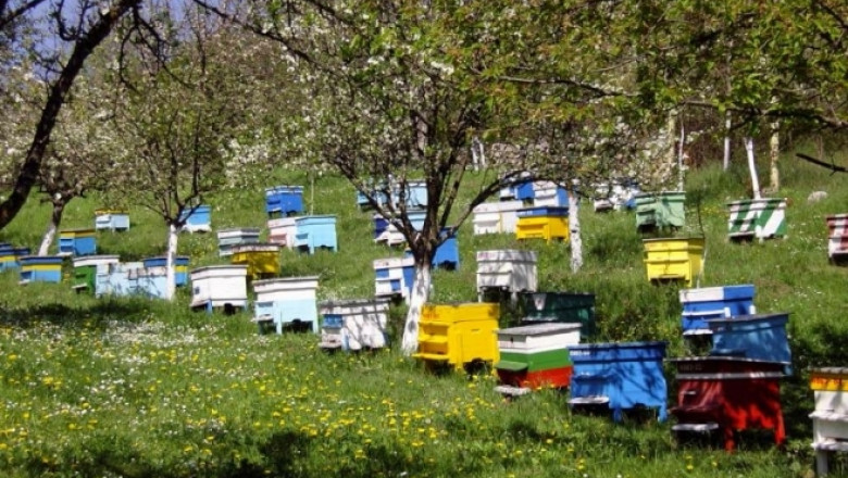 Пчеларство: Кошерите се увеличават, но средният добив на мед пада