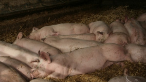 В Северозападна България регистрират повече, но отглеждат по-малко свине