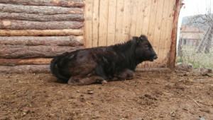 Теленцето Мая, Средногорско отродие на БГ черношарено говедо, вече на 6 месеца