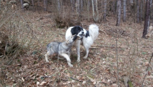 Кучетата ми Балкан и Вълкан (на снимките са на 21 месеца и 5 месеца)