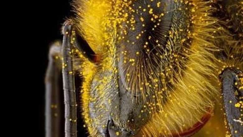 16% от пчелите са неспособни да преживеят зимата