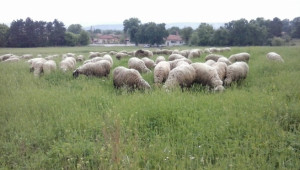 Овце и агнета