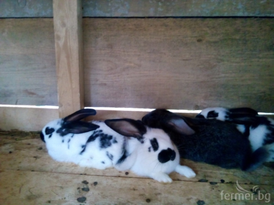 Кръстоски на зайци - Снимка 1