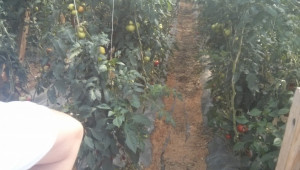 Зеленчукова градина третирана с органични торове "УниСтим"