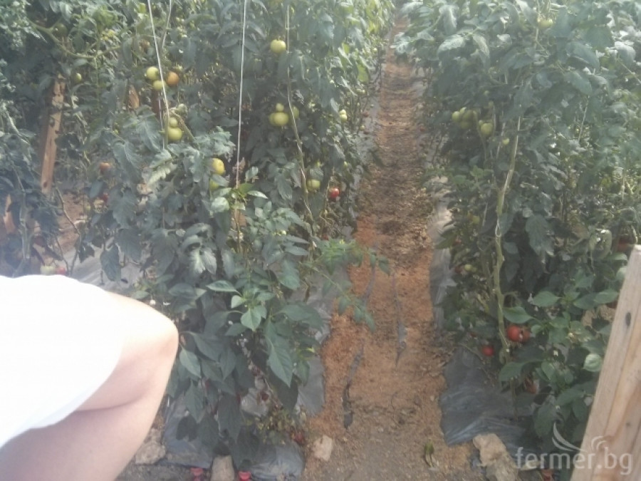 Зеленчукова градина третирана с органични торове "УниСтим" - Снимка 1