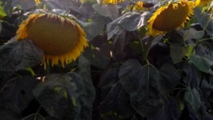 Слънчоглед третиран с органични торове "УниСтим"