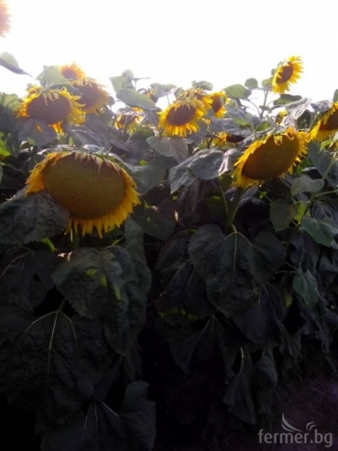 Слънчоглед третиран с органични торове "УниСтим" - Снимка 1