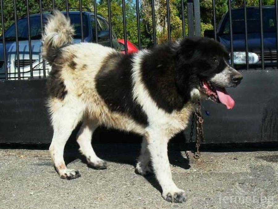 кучета от Перник и България - Снимка 1
