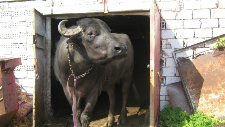 Тенденция: По-малко свине, но повече биволи във Врачанско