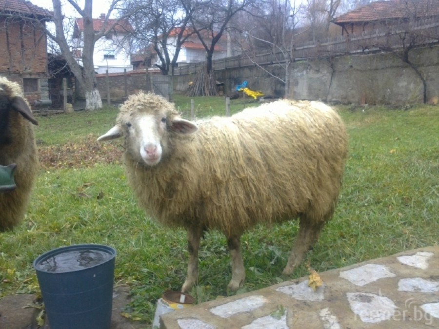 овце - Снимка 1