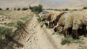 Пернишки фермер: Ще се наложи да убиваме животни, ако водната криза продължи