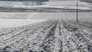 Зърнопроизводители: Валежите спасиха есенниците, за пролетниците трябва още - Agri.bg