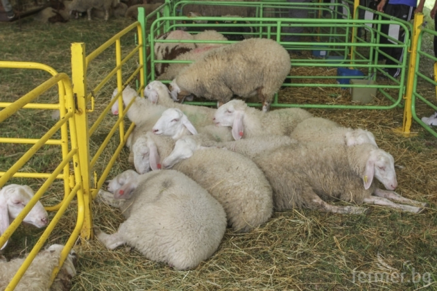 Национален събор на овцевъдите 2015 - Снимка 22