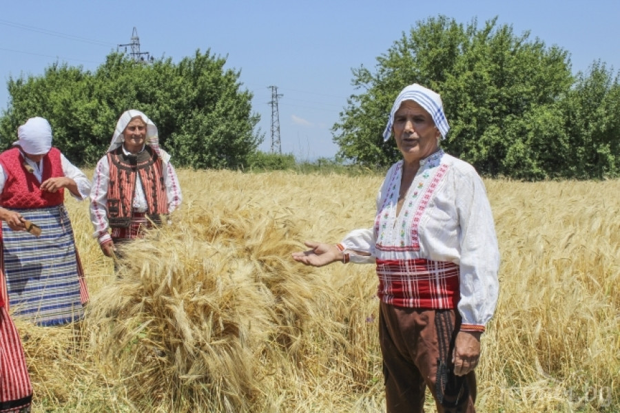 Започна жътвата на ечемик в Южна България - Снимка 10