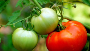 Страшно заболяване по доматите удари и Франция