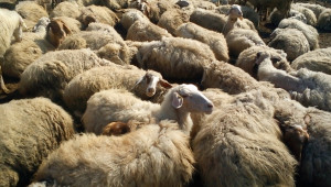 синтетична популация българска млечна овца 