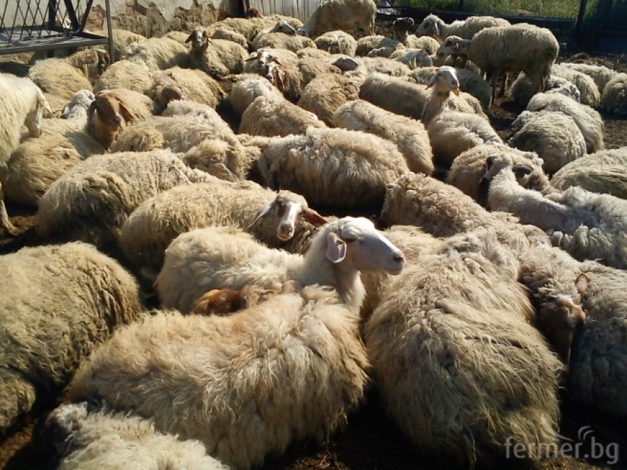 синтетична популация българска млечна овца  - Снимка 1