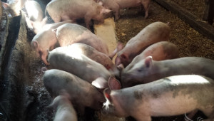 Бунт срещу нова промишлена свинеферма в Пазарджишко