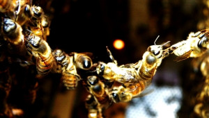 Приложение за пчелари предава опита и знанията на следващото поколение