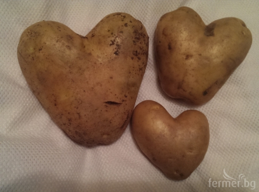 Картофи с качество и много любов - Снимка 7